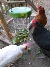 Kippen onderzoeken Omlet kip Caddi traktatie houder