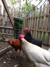 Kippen en Omlet kip Caddi traktatie houder