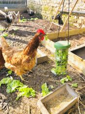 Kip met Omlet Caddi traktatie houder