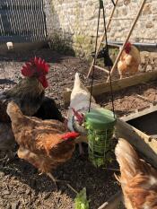 Kippen met Omlet Caddi traktatie houder