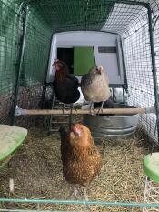 Omlet groen Eglu Cube groot kippenhok en ren met kippen en Omlet universele kippen zitstok