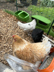Judy, alice en evie genieten van de Omlet run