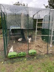 De ren vernieuwd met palen en de Cube aan de buitenkant bevestigd. heb nu ruimte voor meer kippen. 