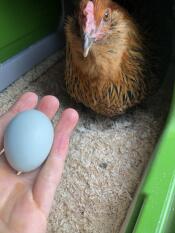 Kip in Eglu Cube groot kippenhok met handholding ei