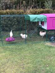 Paars Eglu Cube groot kippenhok en ren met kippen in tuin