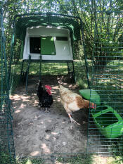 Twee kippen in een ren met een Cube kippenhok