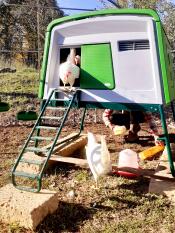 Omlet groen Eglu Cube groot kippenhok met kippen