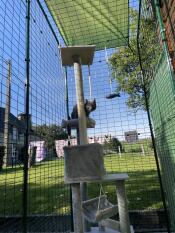 Een grijs katje, spelend op een kattenboom, in zijn balkonomheining