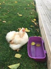Kip in de tuin