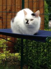 Een kat zit in lummelhouding op zijn plank van zijn buitenkattenren