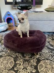 Een chihuahua zittend op zijn paarse donut-vormige bed