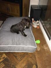 Cooper test zijn nieuwe bedje uit toen hij 8,5 week oud was. hij moet er nog een beetje in groeien. 