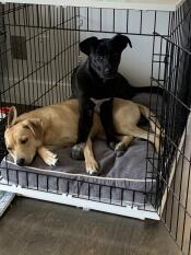 Twee honden delen een Fido Studio hondenkrat.