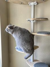 Als je wordt afgeleid door de vogels terwijl je in je kattenboom klimt.