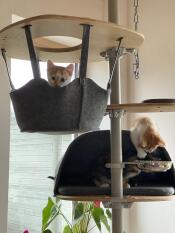 Drie kleine kittens spelen op hun kattenboom