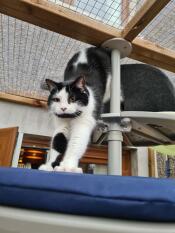 Een zwart-witte kat die zich uitstrekt op de platforms van haar buitenkattenboom
