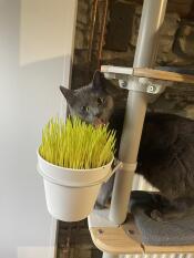 Een grijze kat naast de plant die op zijn binnenkattenboom staat