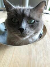 Kat gluurt door hangmat door rachel stanbury 