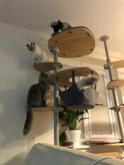 Katten op indoor Freestyle by rachel stanbury 