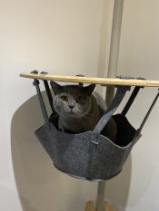 Een grijze kat zit in de mand van zijn binnenkattenboom