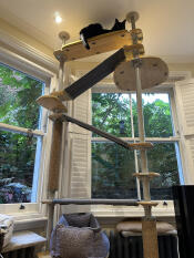 On top of the world met mijn Omlet cat tree!!!