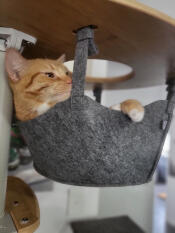 Pompoen in hangmat