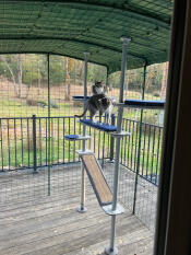 Ze zijn zo blij met hun catio.