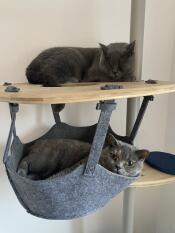 Twee grijze katten ontspannen op hun binnenkattenboom