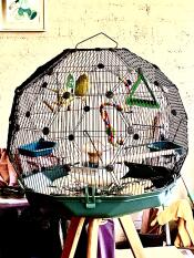 De vogels zijn dol op hun nieuwe Omlet Geo vogelkooi!