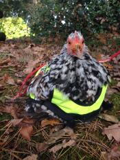 Een kip in een hoge zichtbaarheids jas zat buiten in wat herfstbladeren
