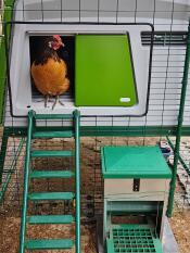 Groen Omlet Eglu Cube groot kippenhok met kippen