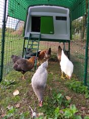 Binnenkant van Omlet Eglu Cube groot kippenhok ren met kippen