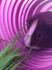 Cappuccino houdt van de cavia speeltunnel en voelt zich er helemaal comfortabel in!!!