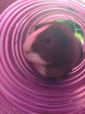Cappuccino speelt in haar tunnel!