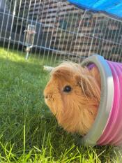Cleo geniet van haar Omlet tunnel! 