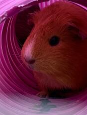 Dit is een van mijn cavia's in hun tunnel