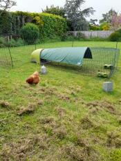 Het is een geweldig ding om in de ren te hebben om je kippen te beschermen tegen de regen en de zon.