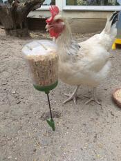 Kip met Omlet pik speelGoed