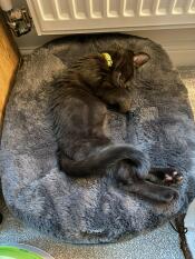 Kora de kitten houdt van haar nieuwe bed!
