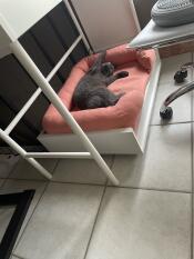 Een grijze kat spelend in zijn roze bolster bed