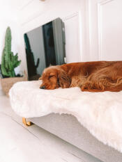 Een hond die vredig slaapt op de schapenvacht topper van dit bed