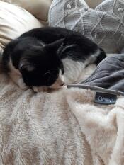 Luxury superzachte kattendeken