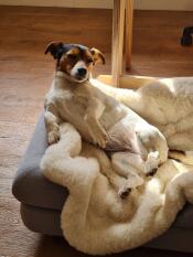 Onze hond houdt echt van de schapenvacht deken, het is zeer zacht en werkt Goed op de Topology bed! ziet er geweldig gebruikt op zijn eigen ook.