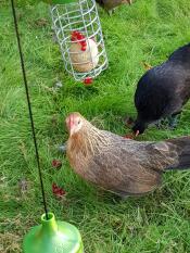 Kippen met Omlet kip Caddi traktatiehouders