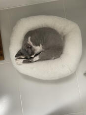 Een grijze kat die vredig slaapt in zijn witte donutvormige bed