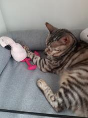Super leuk katten slaapkamertje