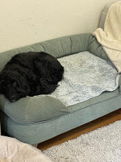 15kg cockapoo op groot verhogingsbed