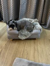Een grijze hond rustend in zijn bolster hondenbed