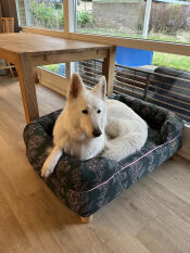 Gelukkige hond