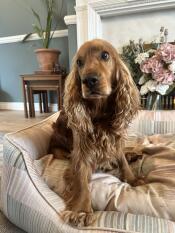 Een hond zat in de pawsteps natural nest dog bed.